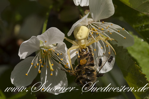 Veränderliche Krabbenspinne (Misumena vatia) mit erbeuteter Biene.