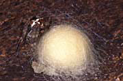 Kreuzspinnenweibchen bewacht ihre Eier